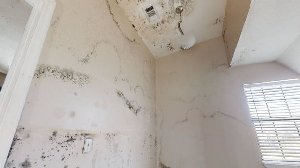 Best Industrial Mold Remediation  in Keys, OK