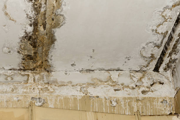 Best Water Damage & Mold Remediation  in Keys, OK