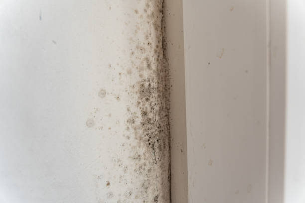 Best Air Quality Testing for Mold Spores  in Keys, OK
